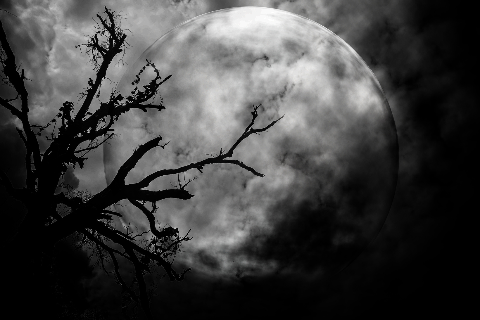 Trees on moon scary night shadow.