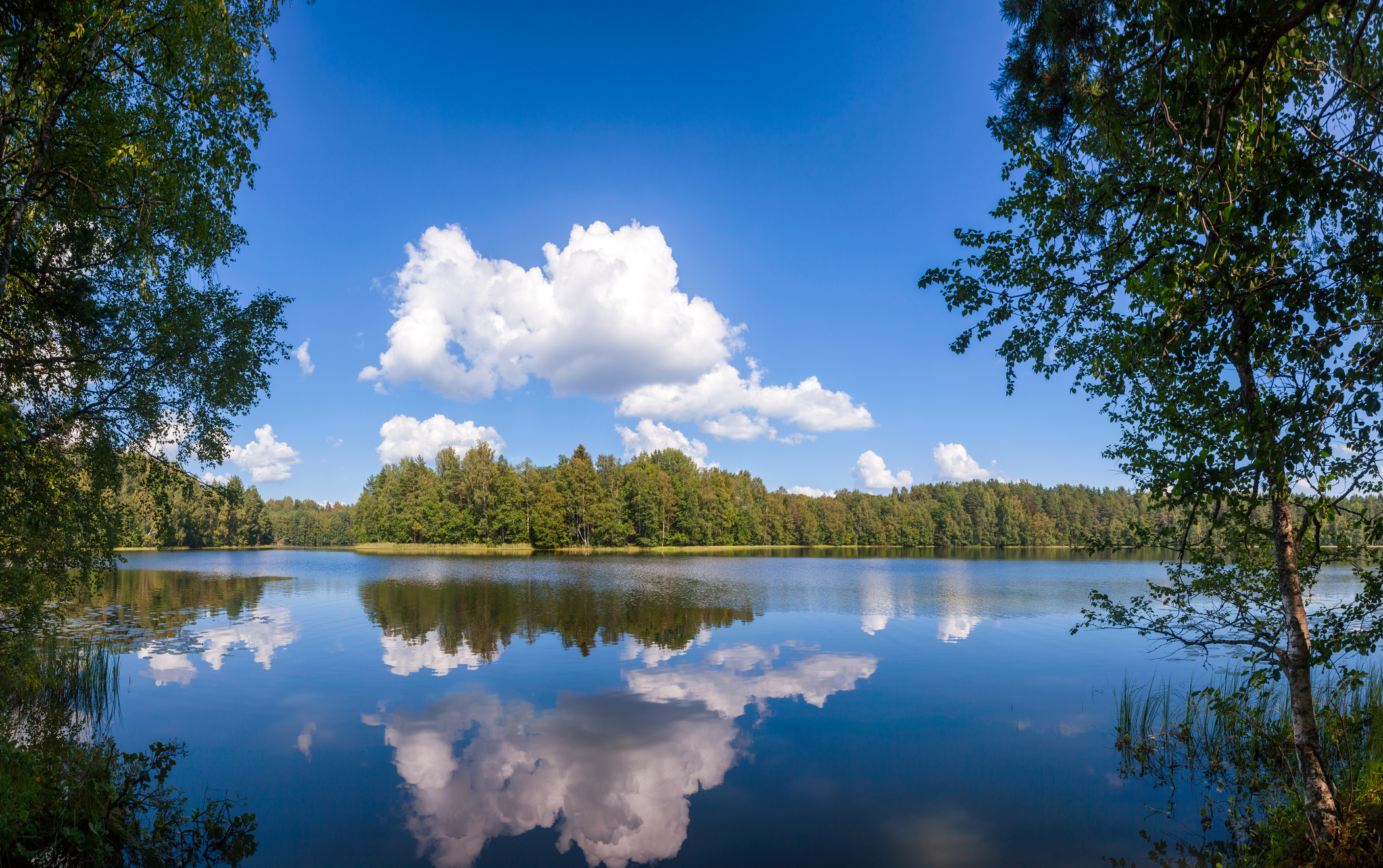 Calm Lake in Boreal Forest